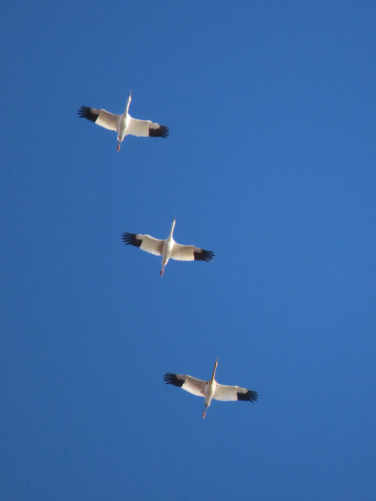 Стерхи в нацпарке Кыталык _Фото Наталии и Владимира Сафоновых