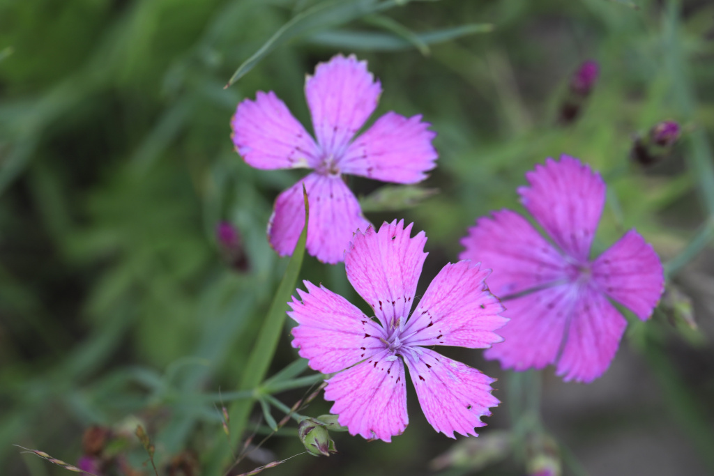 Гвоздика Фишера