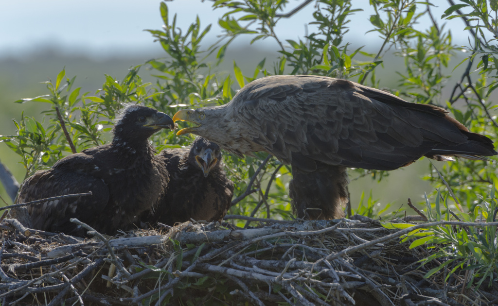 фото Безруков Алексей _DSC3062 3 орлан-белохвост .jpg