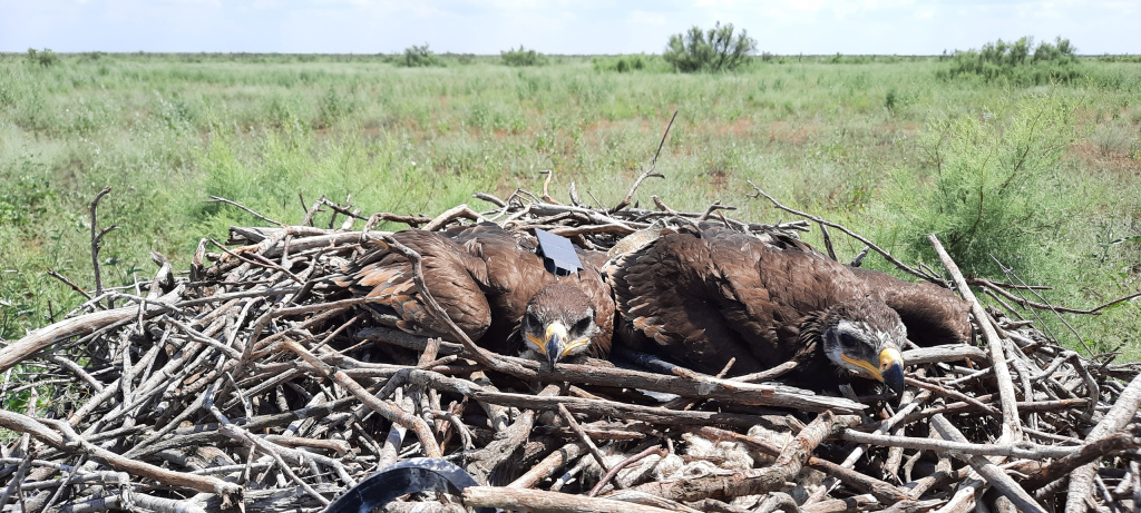 Степной орел со спутниковой меткой. Заповедник Черные земли.jpg