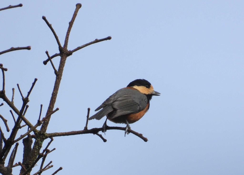 Тиссовая синица на острове Шикотан_КУрильский заповедник_ Фото Елены Баркановой
