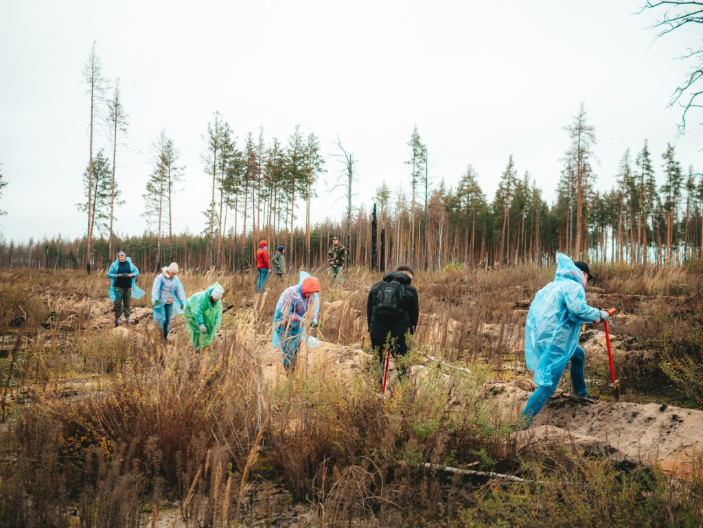 В Мордовском заповеднике в 2023 году лесовосстановление проводилось впервые за полвека.jpg