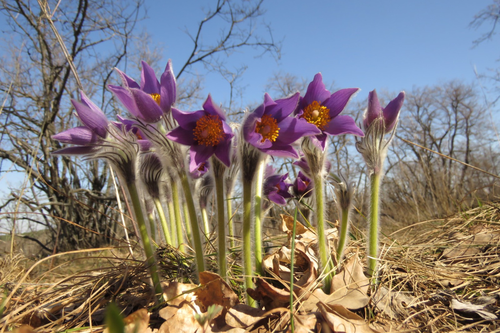 Прострел_Анна Давыденко