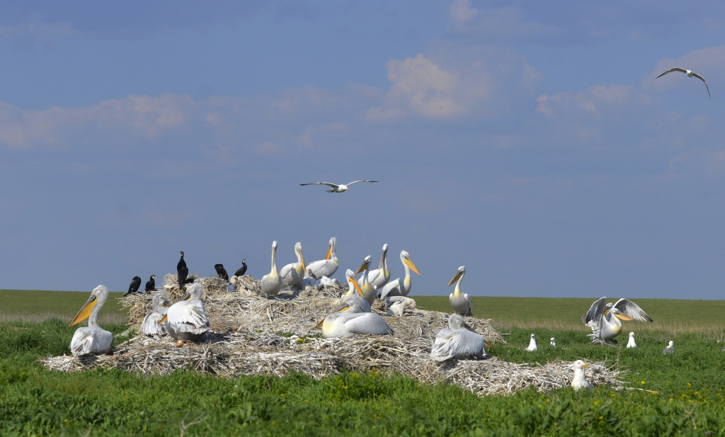 Заповедник Ростовский_Пеликаны_Фото А.Липковича