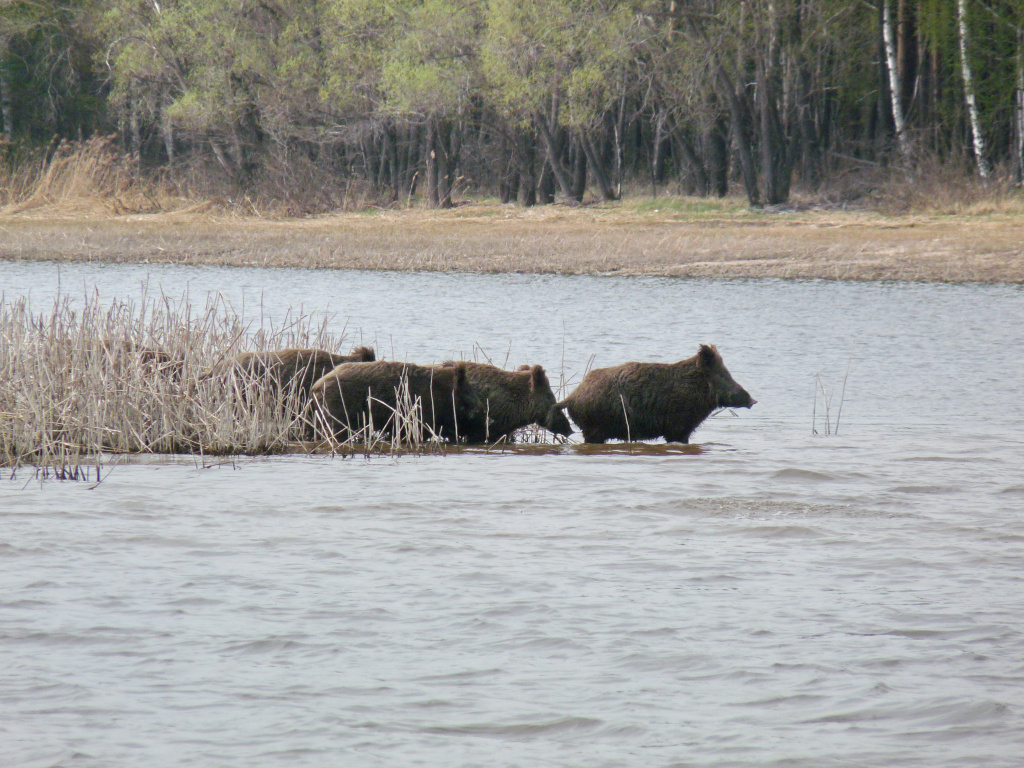 Кабаны Е. Прохоров