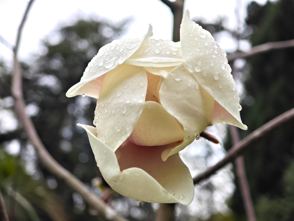Первый цветок гималайской магнолии Кемпбелла подвида subsp. mollicomata