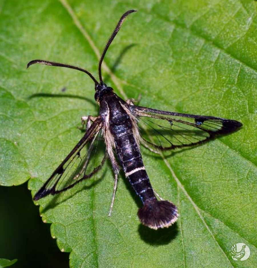 Стеклянница Лосманова обнаружена в заповеднике Присурская лесостепь