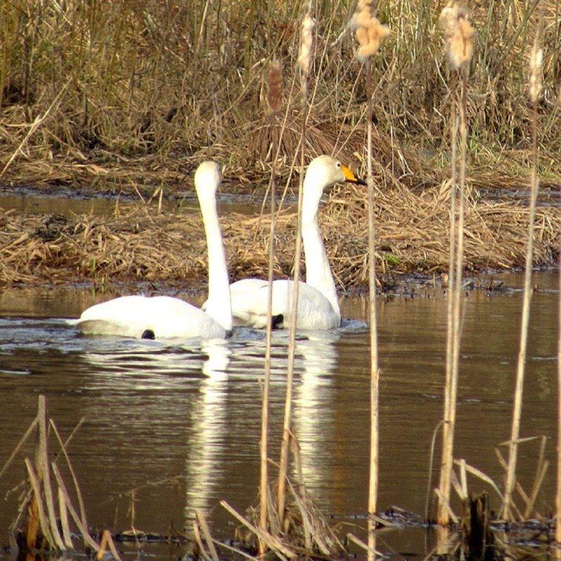 В нацпарк Смоленское Поозерье лебеди-кликуны прилетают весной четвертый год подряд