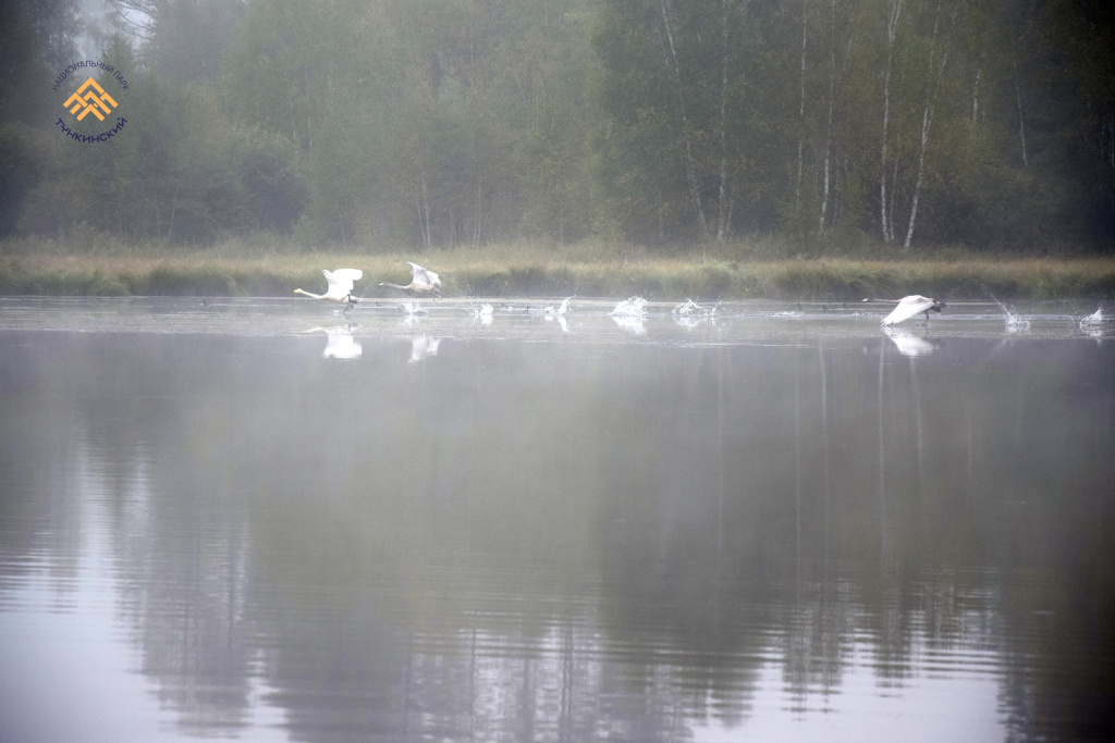В Тункинском нацпарке завершены учеты водоплавающей дичи_Фото А.А.Щуклина