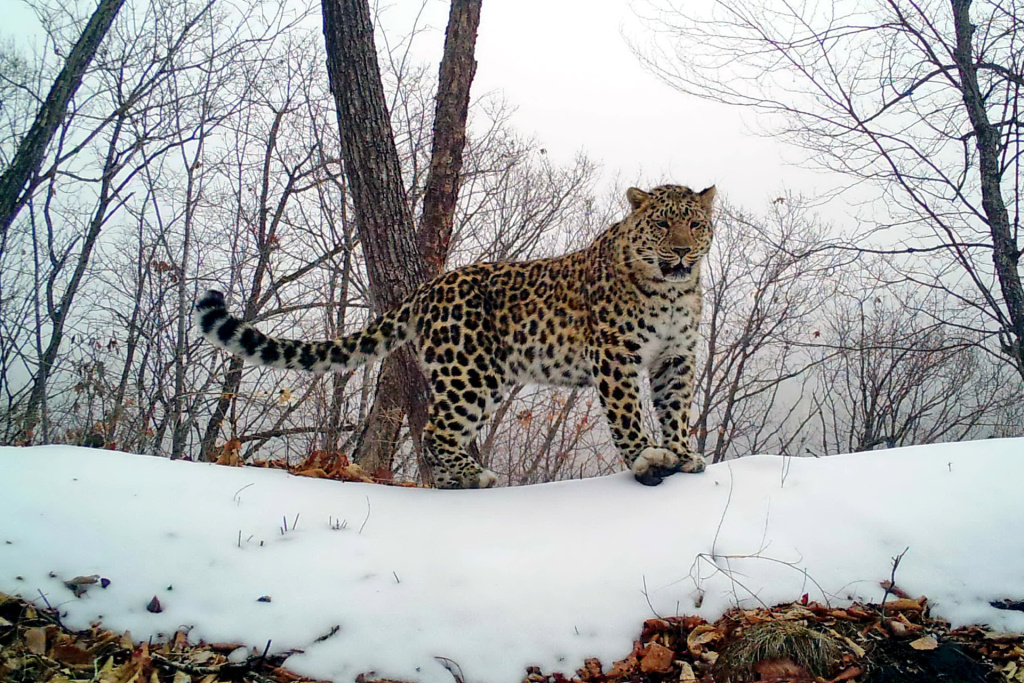 Старт проекта Леопарды-дружбы