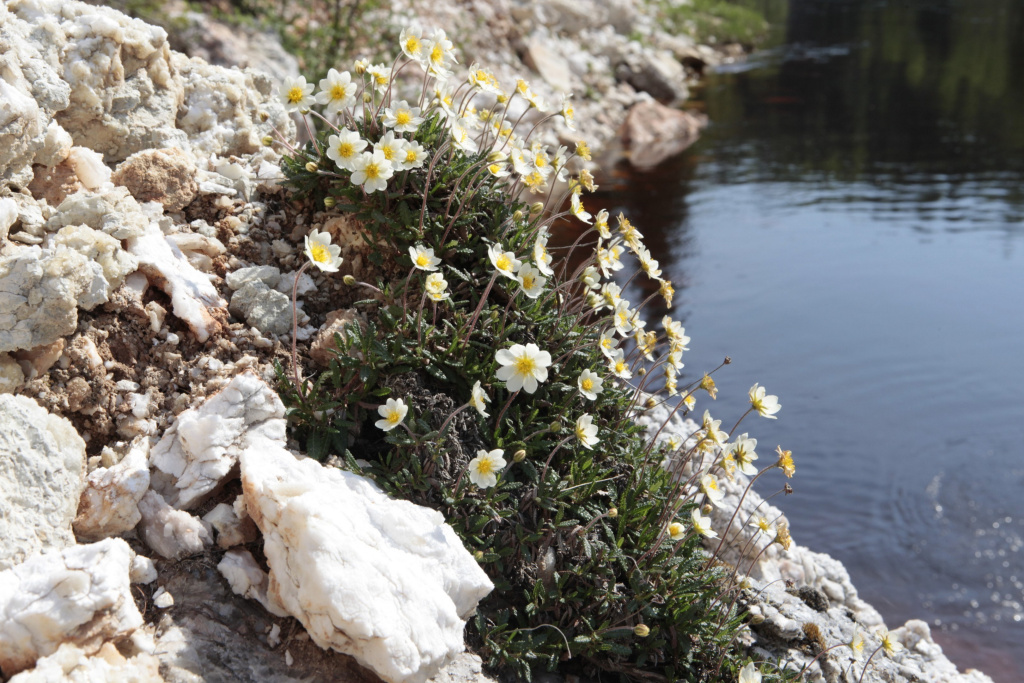 Дриада восьмилепестковавая_Фото Владимира Горбатовского