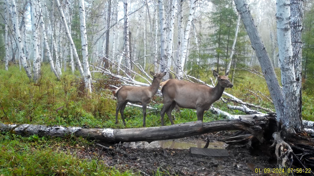 Изюбри в нацпарке Чикой 