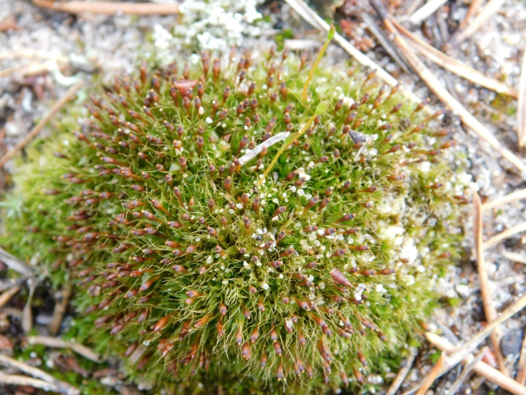 Тетраплодон суженный (Tetraplodon angustatus)