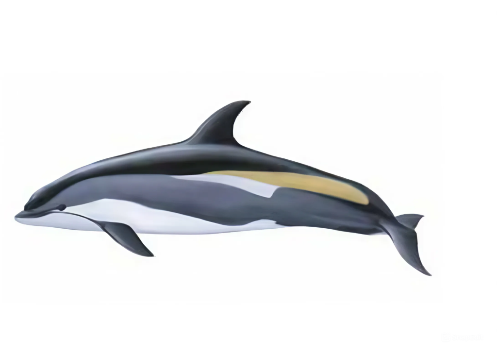 Атлантический белобокий дельфин.jpeg