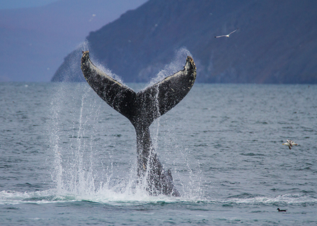 Горбатые киты - одни из самых многочисленных китообразных на территории НП Берингия. Максим Александрович Антипин.jpg