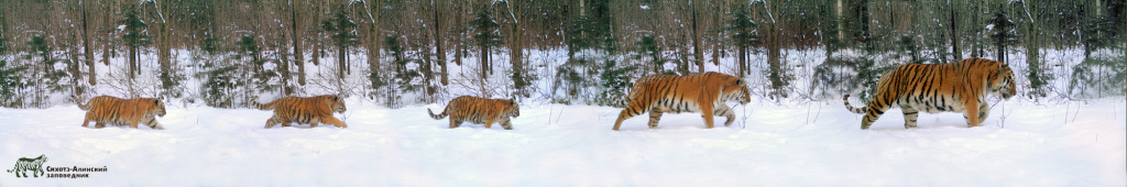 Tiger family Фотоловушка (монтаж Бондарчук СН).jpg