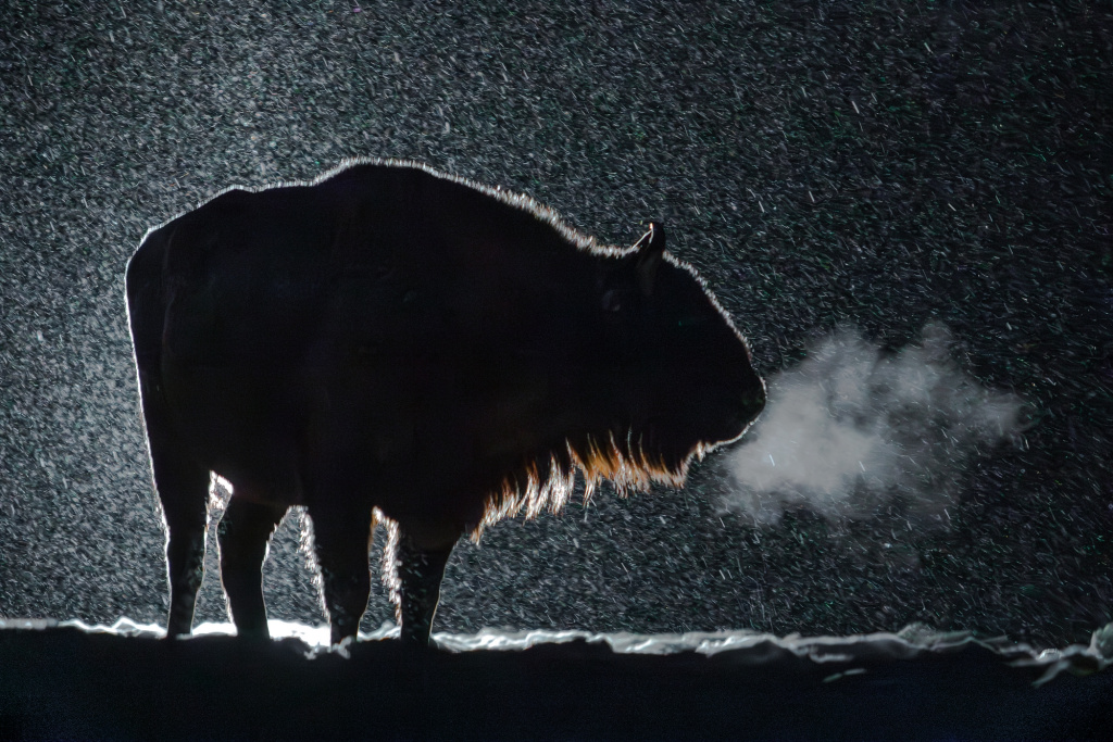 Природа глазами молодежи_Иван Горшков_Россия_Дыхание зубра