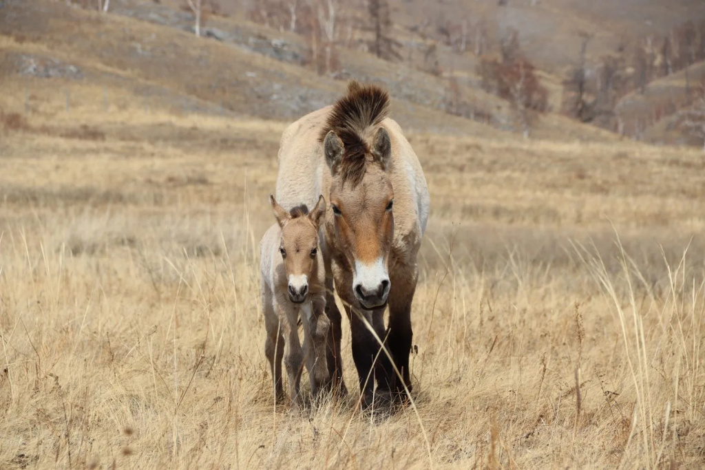 В заповеднике «Хакасский» родился первый жеребенок_Фото Дмитрий Чулочников