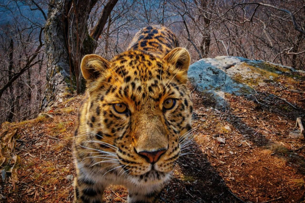 Дальневосточный леопард_Заповедник Кедровая падь_Фото Юрий Смитюк