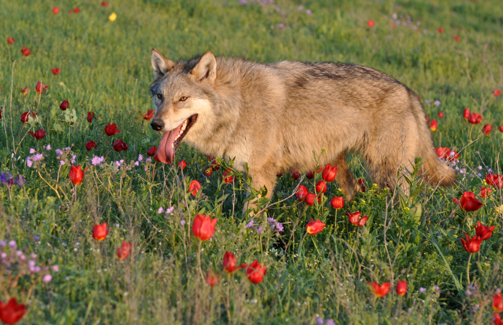 Заповедник Ростовский Волчица в цветущей степи фото А. Липковича