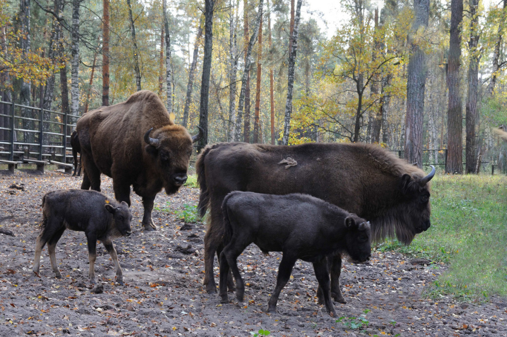 Зубровый питомник Окского заповедника