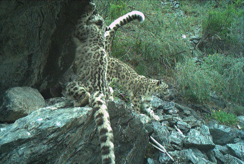 Ирбис входит в перечень приоритетных объектов животного мира нацпроекта Экологическое благополучие