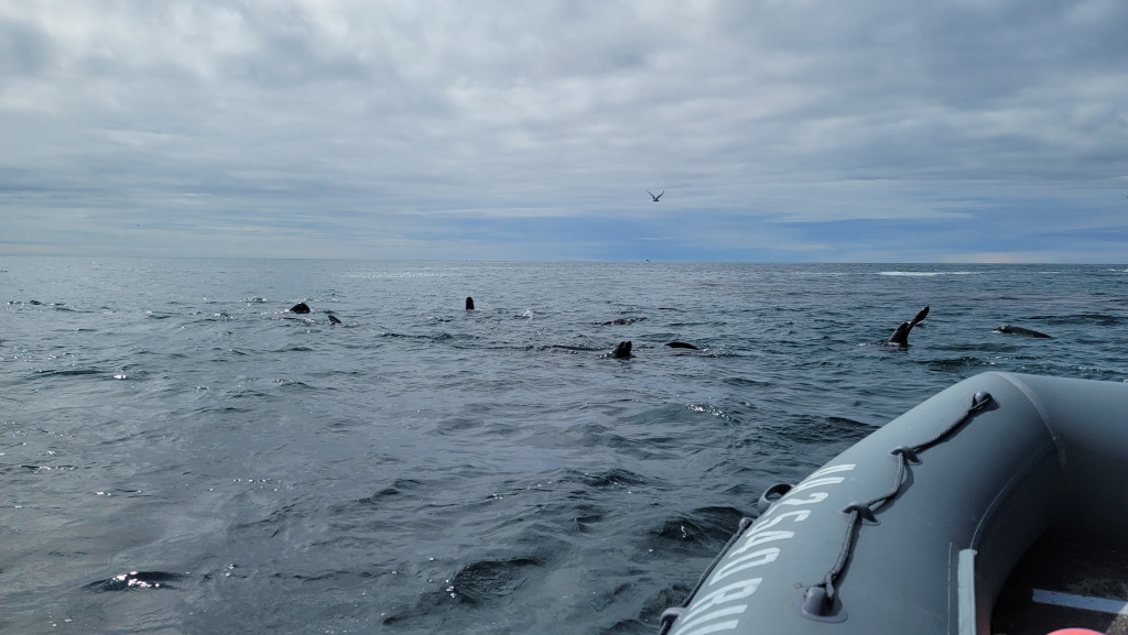 На юго-восточном лежбище северных морских котиков на Командорских островах