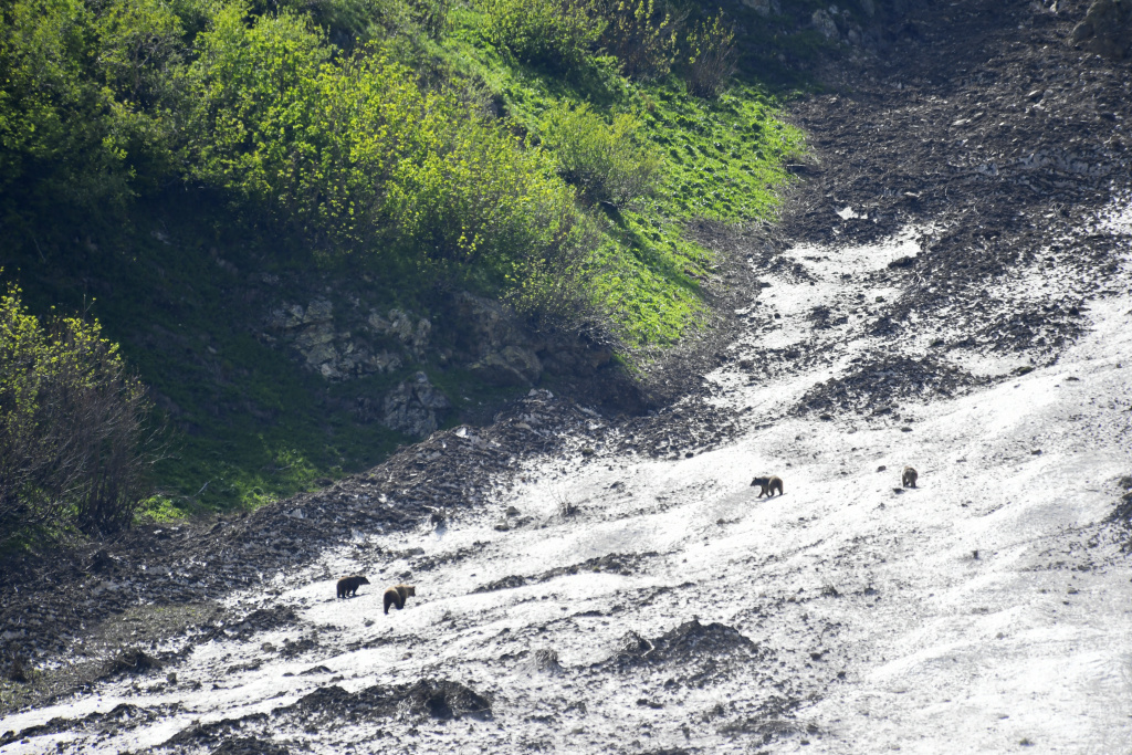 Учет бурых медведей в Кавказском заповеднике