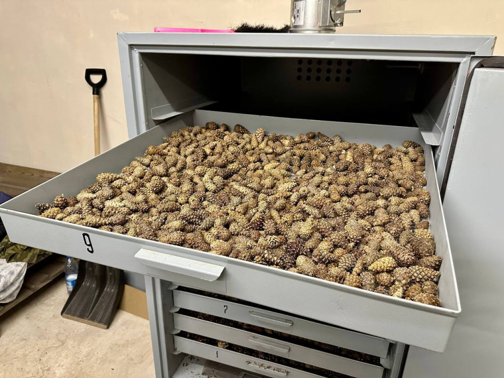 Шишкосушилка состоит из нескольких ярусов