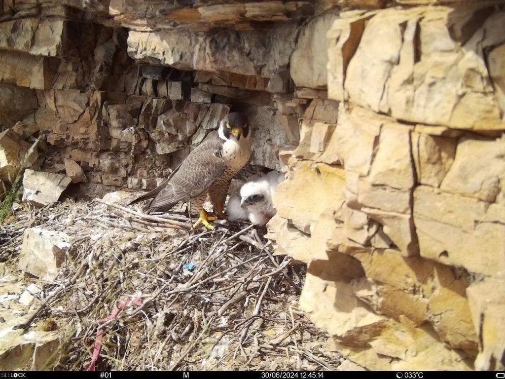 Сегодня на территории нацпарка Ленские Столбы выделено два местообитания сапсана_Фото Мичил Ноговицын