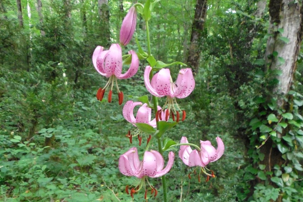 Вышел новый том Красной книги России «Растения и грибы»