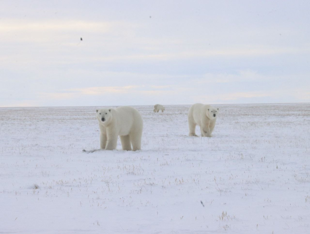 Белые медведи - обитатели заповедника Медвежьи острова_Фото Максима Магзоева