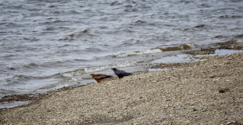 Ворон и коршун мирно сидят рядом на берегу Лены 