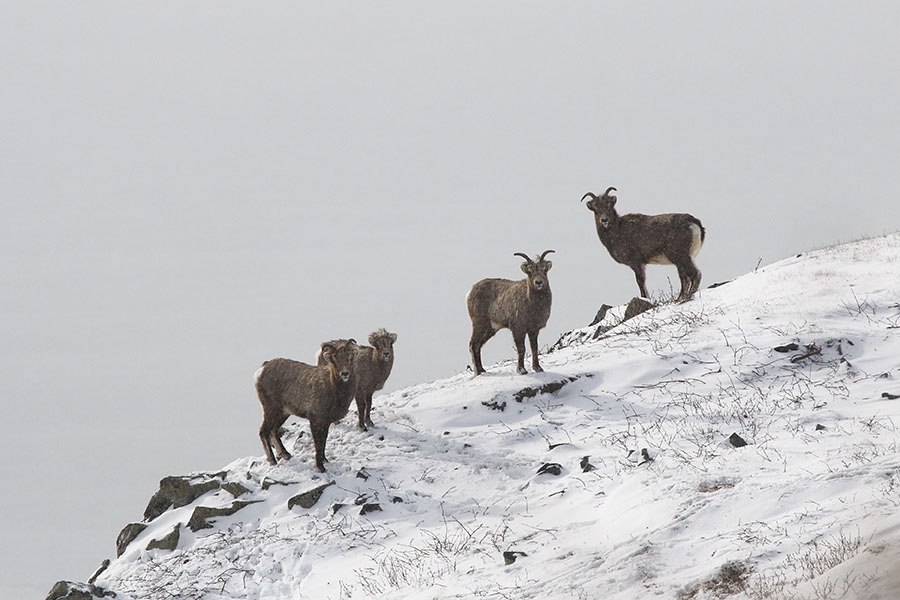 Снежные бараны в Кроноцком заповеднике