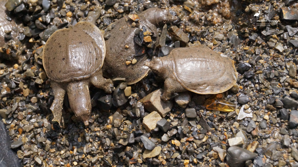 Дальневосточная черепаха занесена в Красную книгу России