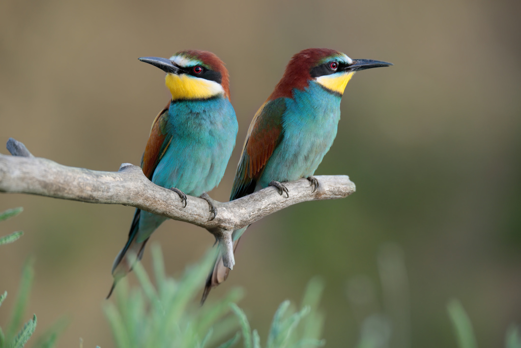Щурки. Фото Руслана Джамалдаева