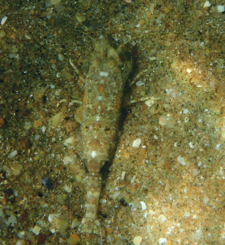 Песчаная креветка - обитатель Черного моря