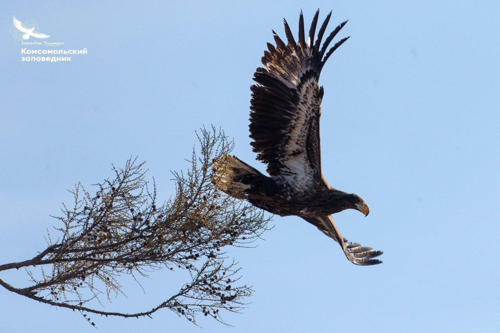 Белоплечий орлан-Комсомольский заповедник_Фото Андриана Колотилина
