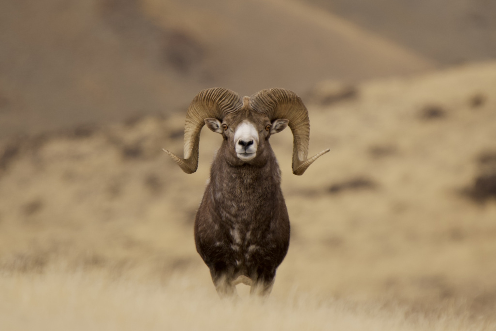 Аргали_Фото Дениса Гуляева