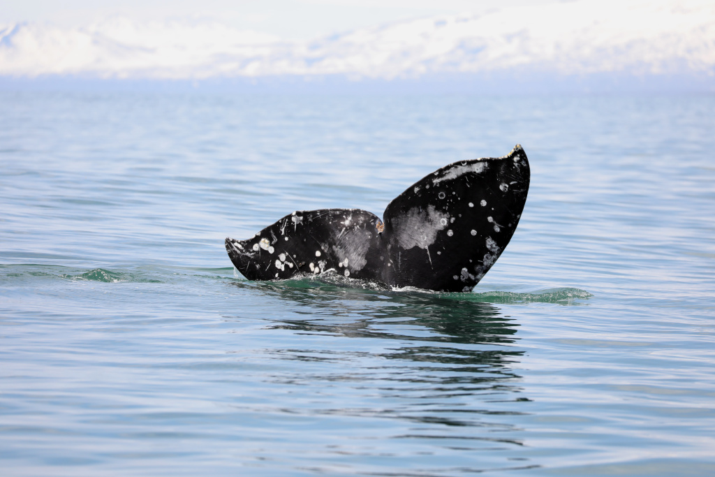 Серый кит в Кроноцком заливе_Евгения Волкова