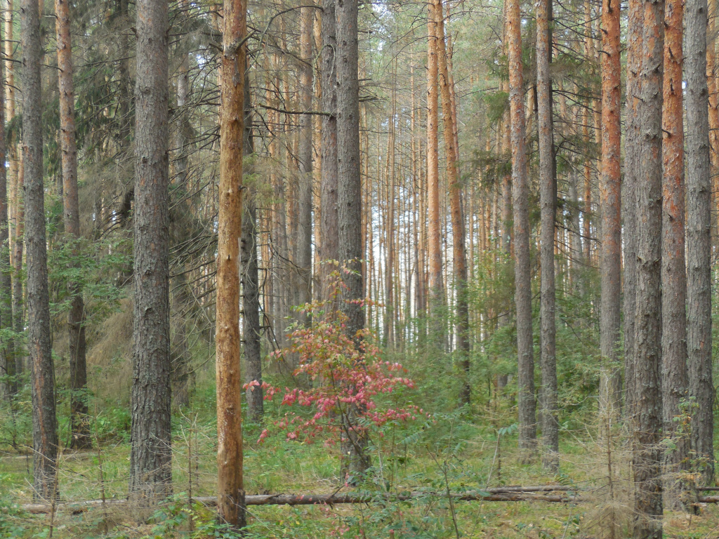 Алатырский_участок Присурского заповедника_Фото ООПТ