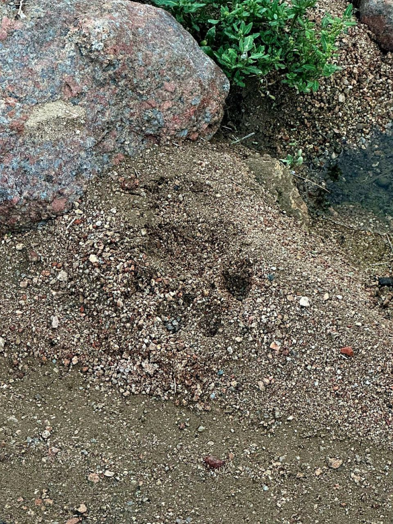 Отпечаток лапы снежного барса на песке_Пустыня Гоби