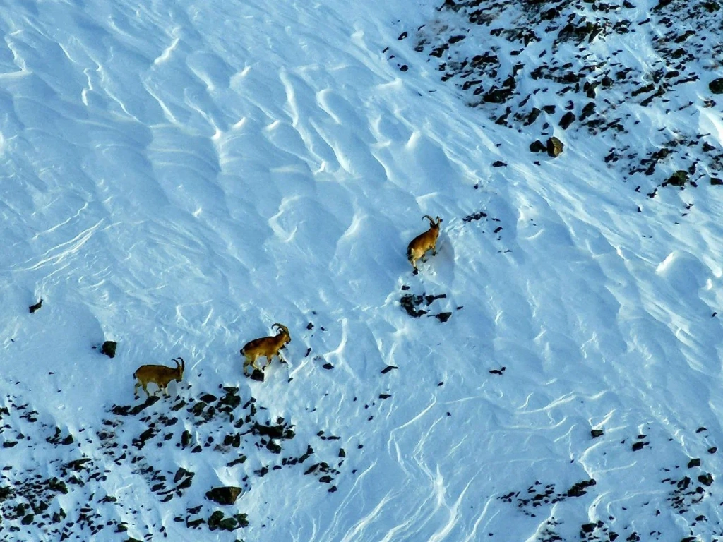 Учет аргали в ноябре 2024 года_Фото Романа Воробьева