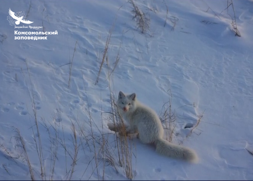 Лисица-альбинос попала в кадр вблизи заказника Удыль