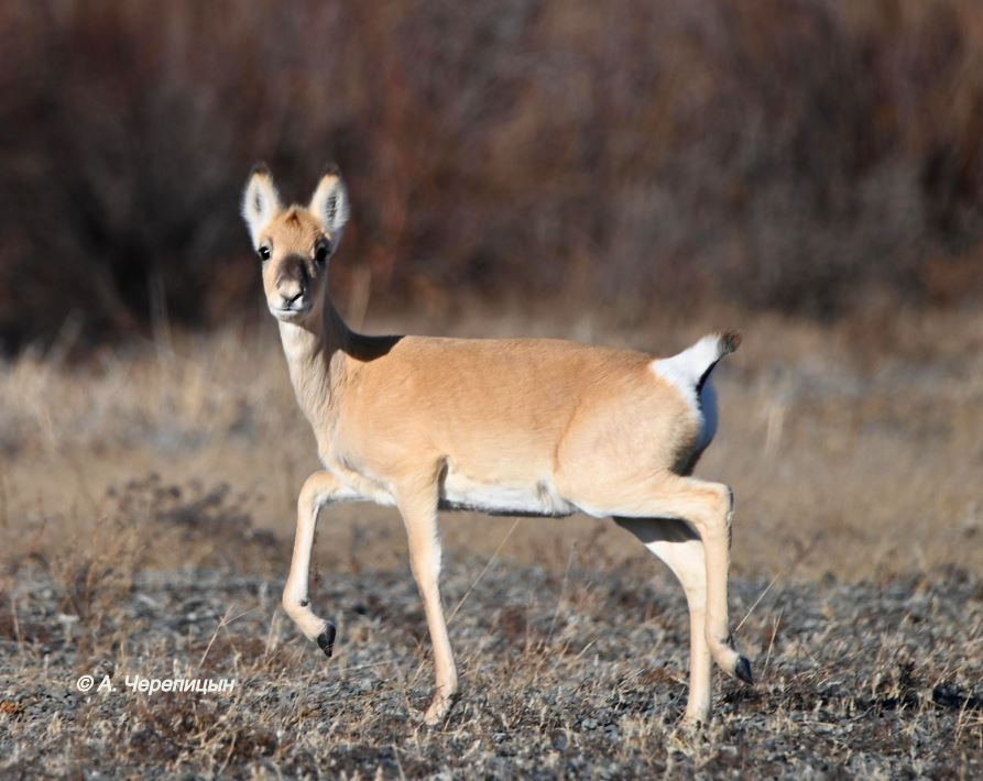 Дзеренов изучают и охраняют в Даурском заповеднике_Алексей Черепицын