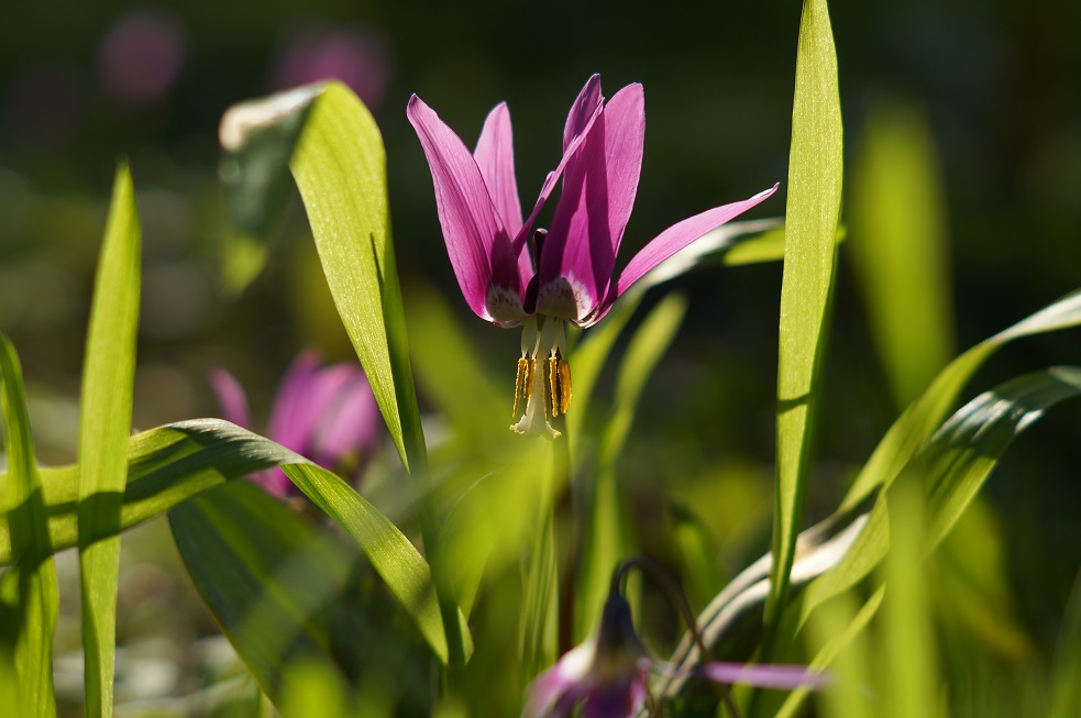 Шорский нацпарк_Кандык Сибирский_Фото И.Ходыкина.jpg