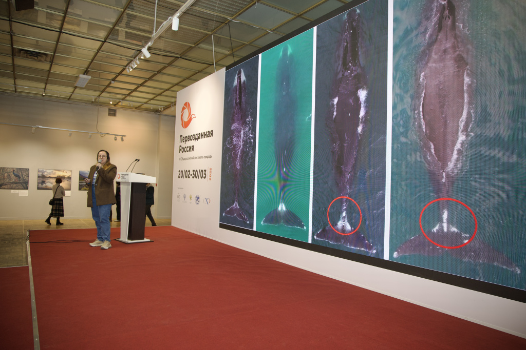 Мария Славина рассказала об исследованиях китов