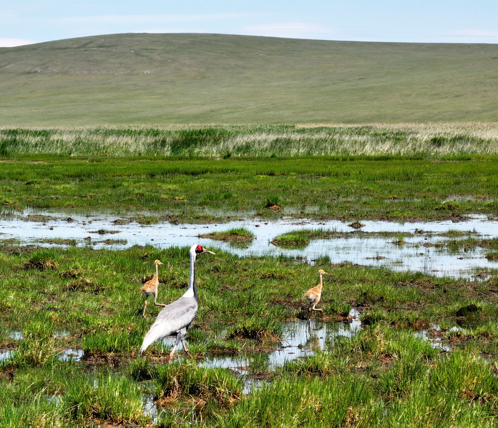 Даурский заповедник_Болотов