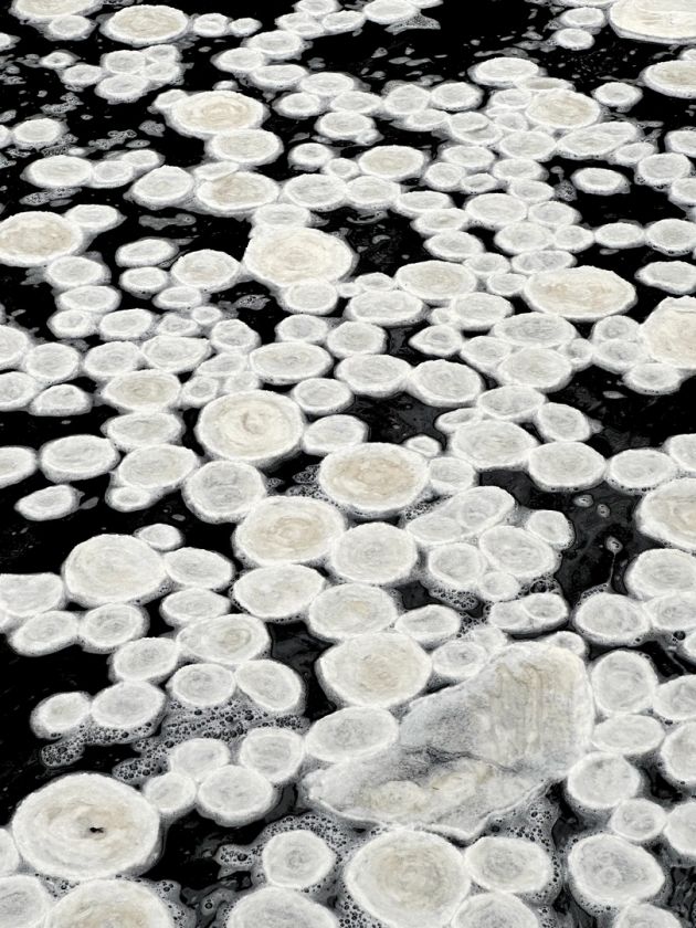 Блинчики изо льда в Нижне-Свирском заповеднике