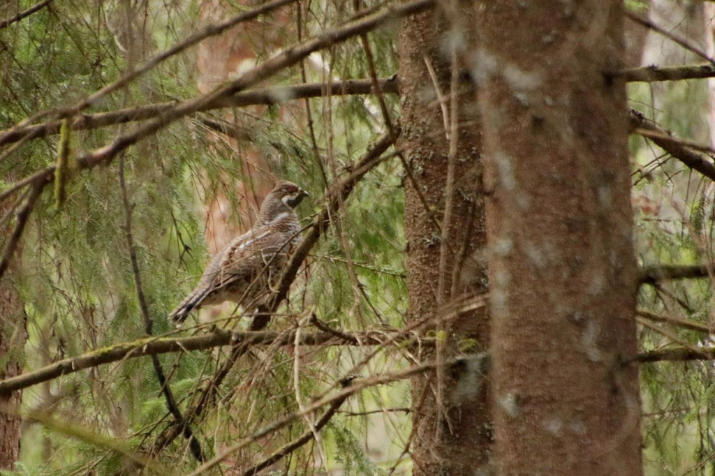 В Приокско-террасном заповеднике посчитали курообразных